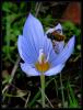 Crocus pulchellus    Herbert