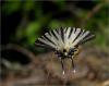 Iphiclides Podalirius -Erik Krlangkuyruu