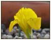 Iris danfordiae - Sar Navruz - Endemik