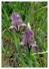 Iris suaveolens - stanbul