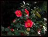 Kamelya - Camellia Japonica