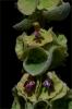 Ballota acetabulosa - Yeşil köpek otu