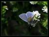 Kelebek - Polyommatus icarus