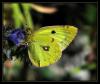 Colias Crocea (Sar Azamet )