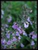 Teucrium Chamaedrys L. Subsp. - Ksamahmut Otu