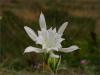 Kum Kraliesi - Pancratium maritimum