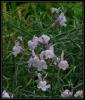 Linaria Corifolia Desf. - Tarla Keten Otu - Endemik