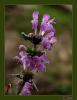 Lamium garganicum L subsp. - Dacl Ballbaba