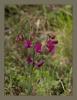 Lathyrus digitatus