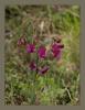 Lathyrus digitatus