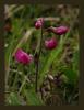 Lathyrus Undulatus - stanbul Nazendesi - Endemik