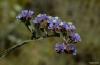 Limonium Sinuatum - Limonotu - Deniz Otu