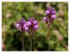 Linaria Pelisseriana