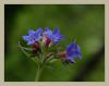 Lithospermum Purpurocaeruleum L. Da Sedefotu - Mavileen Takesen