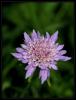 Knautia Arvensis (l) Coult. - Misk iei