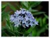 Mavi Yldz - Amsonia orientalis