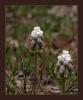 Muscari - Bey Dalar -Antalya