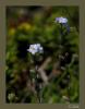 Myosotis alpestris - Da Minesi