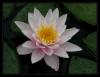 Nymphaea Ssp.
