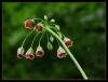 Nectaroscordum Siculum (ucria) Lindl.- Ball Salkm -stanbul