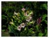 Nicotiana tabacum L. - Ttn