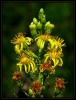 Inula Viscosa (l.) Aiton - Trk Andz Otu