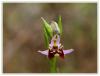Ophrys Lyciencis Veya Minoa