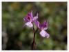 Orchis Ssp. - Salep Otu