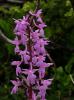 Orchis Pinetorum Boiss - Orkide Salep