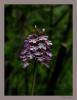 Orchis Purpurea Hudson - Salep
