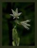 Ornithogalum nutans L - Akyldz / Uluda