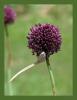 Allium porrum - Prasa