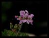 Pelargonium graveolens - Itırşahi