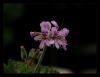 Pelargonium graveolens - Itrahi