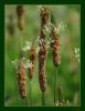 Plantago ssp. - Sinirliot
