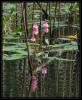 Polygonum amphibium L. - Su obandenei