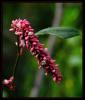 Polygonum Lapathifolium  L. - Ravent Yaprakl oban Denei