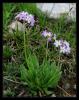 Primula auriculata Lam.