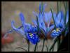 Iris histrio - Sultan Navruzu