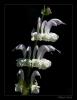 Salvia argentea L - Adaay