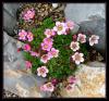 Saxifraga ssp.   ( Takran )