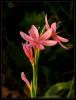 Schizostylis Coccinea