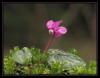 Cyclamen coum - Sklamen