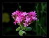 Silene compacta - Nakl