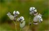 Silene Vulgaris -uluda