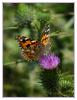 Cirsium vulgare - Tarla devedikeni