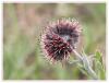 Solenanthus Stamineus    (desf.) Wettst.- Uzun Stamenli Boruiei