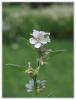 Tbbi Hatmi -  Althaea Officinalis