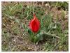 Tulipa armena var. lycica - Likya Lalesi -Endemik