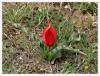 Tulipa armena var. lycica - Likya Lalesi -Endemik